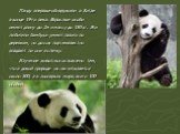 Панду впервые обнаружили в Китае в конце 19-го века. Взрослые особи имеют длину до 2м и массу до 150 кг. Эти любители бамбука умеют лазить по деревьям, но до сих пор неизвестно впадают ли они в спячку. Изучение животных осложнено тем, что в дикой природе их насчитывается около 500, а в зоопарках мир