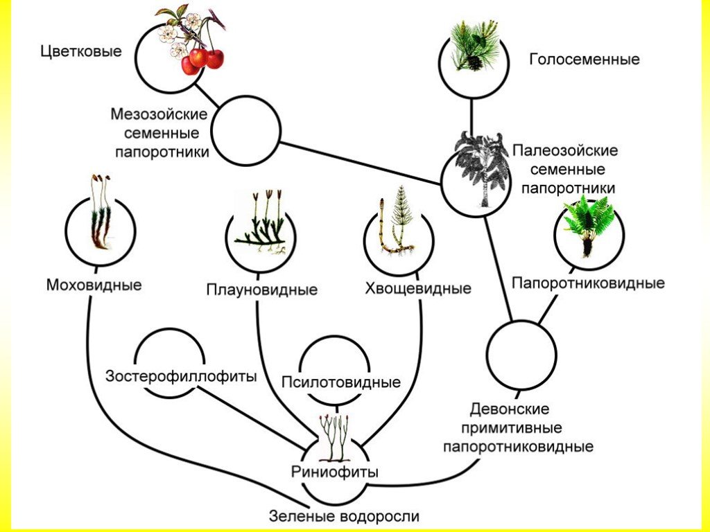 Растительное происхождение биологическая. Схема происхождения высших растений. Схема происхождения высших растений 5. Происхождение покрытосеменных растений схема. Схема филогенетических отношений голосеменных.
