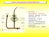 Все хвощи — равноспоровые растения; спорангии группами (по 8-10) располагаются на спороносных колосках, развивающихся на верхушках ассимилирующих или на специализированных спороносных бесхлорофилльных побегах;