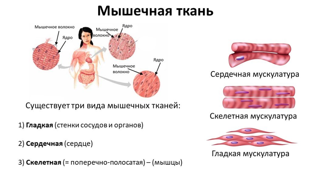 Мышечная ткань человека характеристика. Строение мышечной ткани. Строение мышечной ткани человека. Внутреннее строение мышечной ткани.