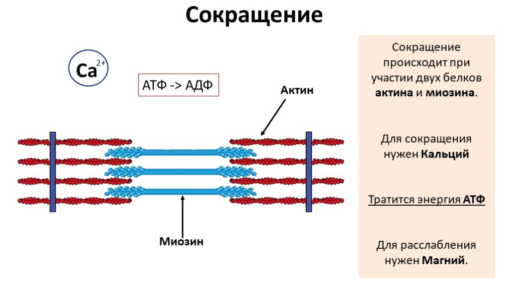Сокращение определенных мышц. Строение мышцы актин и миозин. Строение белка миозина. Актин и миозин анимация. Структура мышечного волокна актин миозин.