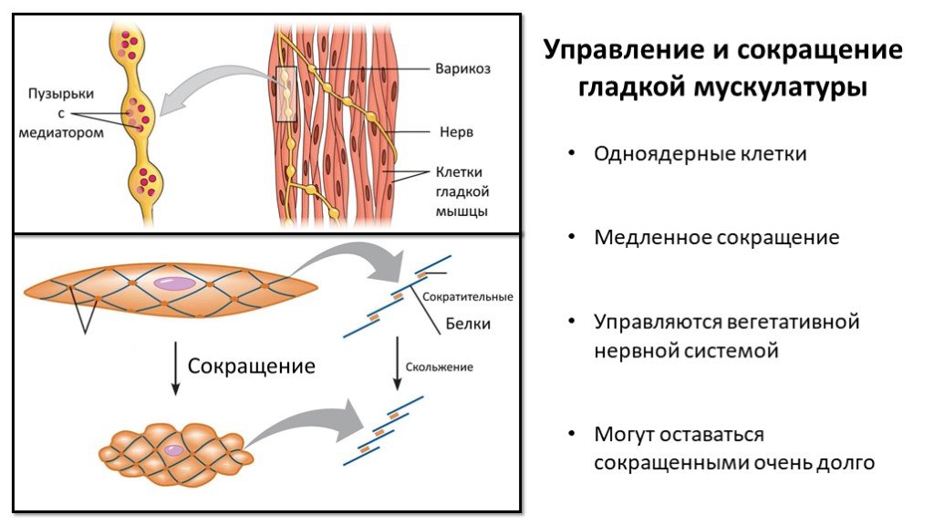 Клетки гладкой мускулатуры сокращаются. Механизм сокращения гладкой мышечной ткани. Механизм сокращения гладких мышц схема. Сокращение гладкой мышечной ткани физиология. Строение гладких мышечных волокон.