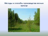 Методы и способы производства лесных культур