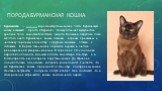 Порода бурманская кошка. Бурманская — порода короткошёрстных кошек. Часто бурманскую кошку называют просто «бурмой». Кошку отличает мускулистое, крепкое тело, короткая блестящая шерсть, большие округлые глаза жёлтого цвета. Бурманские кошки ласковы, игривы, привязаны к человеку, терпимы к соседству 
