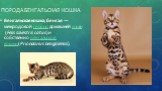 Порода бенгальская кошка. Бенгальская кошка, бенгал — межродовой гибрид домашней кошки (Felis silvestris catus) и собственно бенгальской кошки(Prionailurus bengalensis).