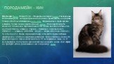 Порода мейн - кун. Мейн-ку́н (англ. Maine Coon) — аборигенная порода кошек Соединенных Штатов Америки, которая произошла от кошек, проживающих на фермах Северо-Восточной Америки в штате Мэн. Первоначально мейн-кунами называли только кошек окраса чёрный табби. Из-за окраса шерсти, мощного сложения и 