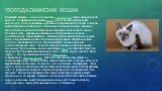 Порода сиамская кошка. Сиамская кошка — одна из известных пород кошек сиамо-ориентальной группы. Современная сиамская кошка имеет весьма характерную внешность, отличительными чертами которой являются тонкое, длинное, трубообразное гибкое тело, голова в виде длинного клина, большие миндалевидные косо