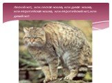 Лесной кот, или лесная кошка, или дикая кошка, или европейская кошка, или европейский кот, или дикий кот
