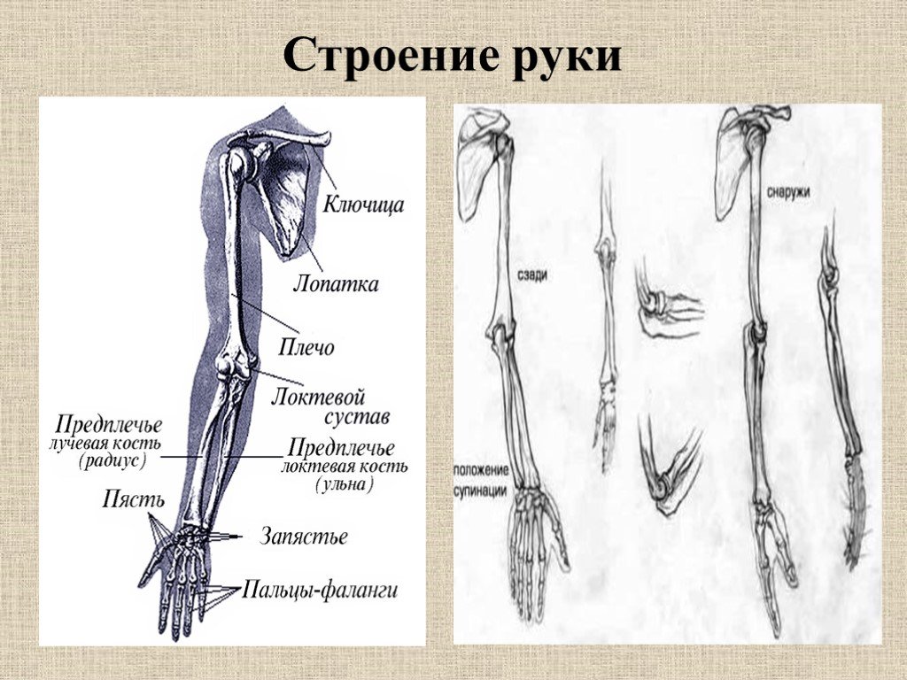 Рука человека название. Кость руки человека строение. Строение плеча и предплечья кости. Рука анатомия строение кости. Название костей руки у человека.