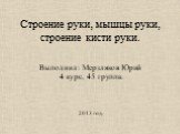 Строение руки, мышцы руки, строение кисти руки. Выполнил: Мерзляков Юрий 4 курс, 45 группа. 2013 год.