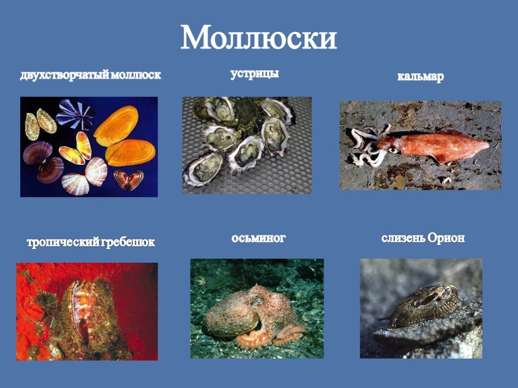 Животные относящиеся к типу моллюски примеры. Моллюски названия животных. Моллюски примеры. Примеры моллюсков животных. Обитатель водной среды моллюски.