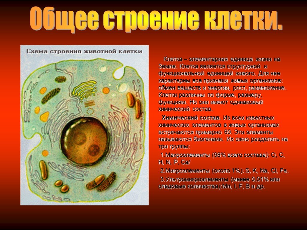 Презентация на тему клетка биология. Лизосомы клетки животного. Лизосомы в живой клетке. Клетка элементарная единица жизни. Лизосомы в растительных клетках.