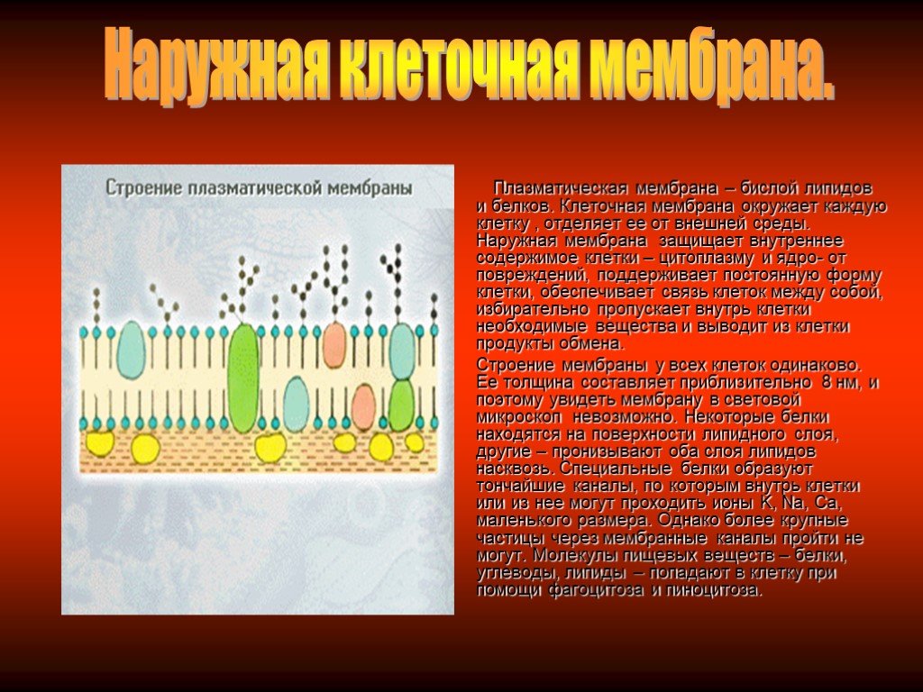 Мембрана окружающая клетку. Клеточная мембрана строение бислой. Наружная плазматическая мембрана. Наружная мембрана клетки. Белки плазматической мембраны.