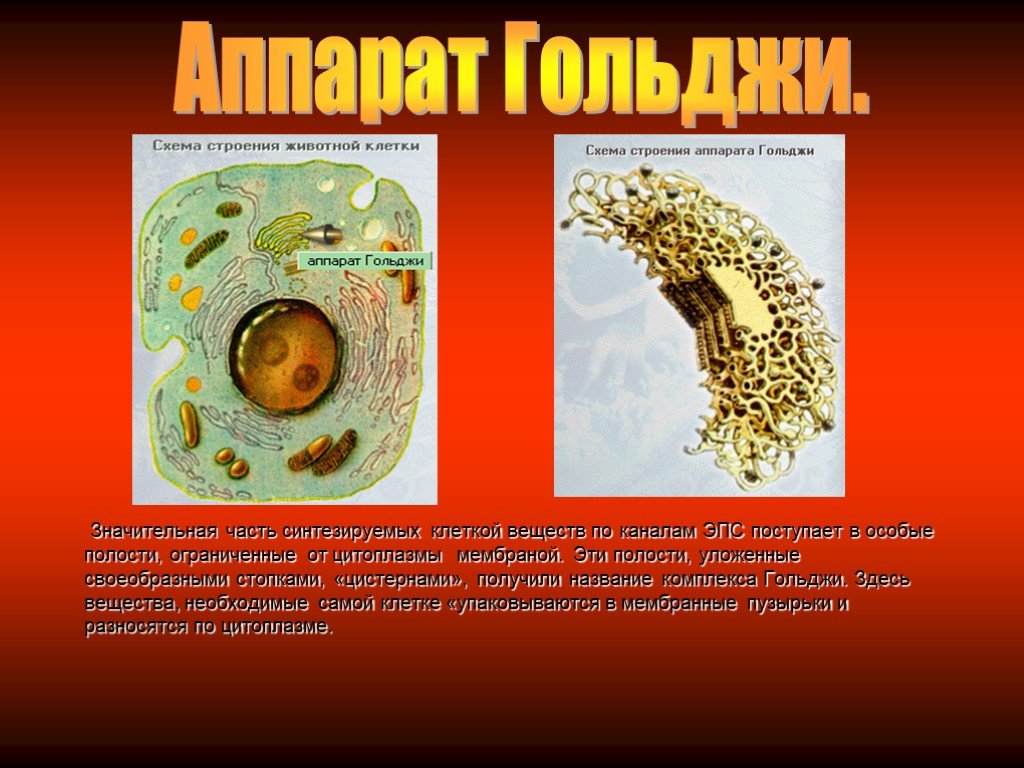 Комплекс гольджи в клетках растений. Аппарат Гольджи у растений и животных. Аппарат Гольджи в клетках животных. Аппарат Гольджи в растительной клетке и животной. Комплекс Гольджи в животных и растительных клетках.
