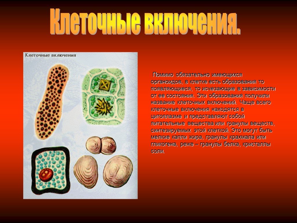 Клеточные включения функции. Клеточные включения. Клеточные включения строение. Клеточные включения строение и функции. Клеточные включения в клетке.