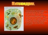 В цитоплазме расположены также митохондрии – энергетические органоиды клеток. Форма митохондрий различна – они могут быть овальными, круглыми, палочковидными. Диаметр их около 1 мкм, а длина – до 7 – 10 мкм. Митохондрии покрыты двумя мембранами: наружная мембрана гладкая, а внутренняя имеет многочис
