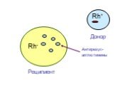 Rh- Реципиент Rh+ Донор. Антирезус- агглютинины