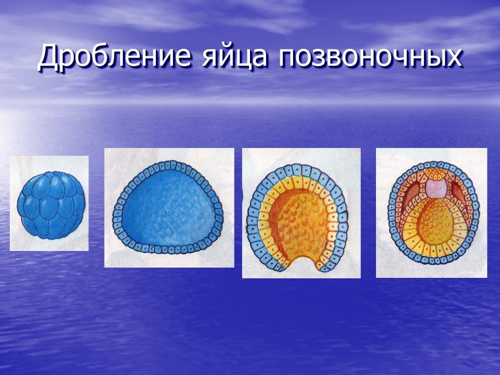 Дробление яйца. Яйцо позвоночных. Оплодотворение это в биологии 7 класс.