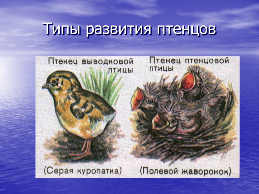Определите тип развития птенцов. Типы развития птенцов выводковые и гнездовые. Типы развития птиц. Птенцы выводковые и гнездовые. Птенцовый и выводковый Тип развития.