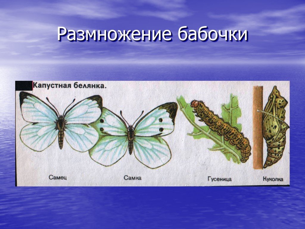 Имаго капустной белянки тип ротового. Размножение бабочек. Размножениебабояки. Оплодотворение бабочки. Бесполое размножение бабочки.