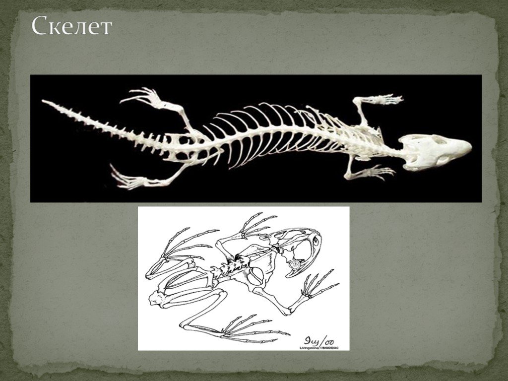 Класс рептилии скелет. Скелет ящерицы биология 7 класс. Скелет плащеносной ящерицы. Строение скелета рептилий. Строение скелета ящерицы.