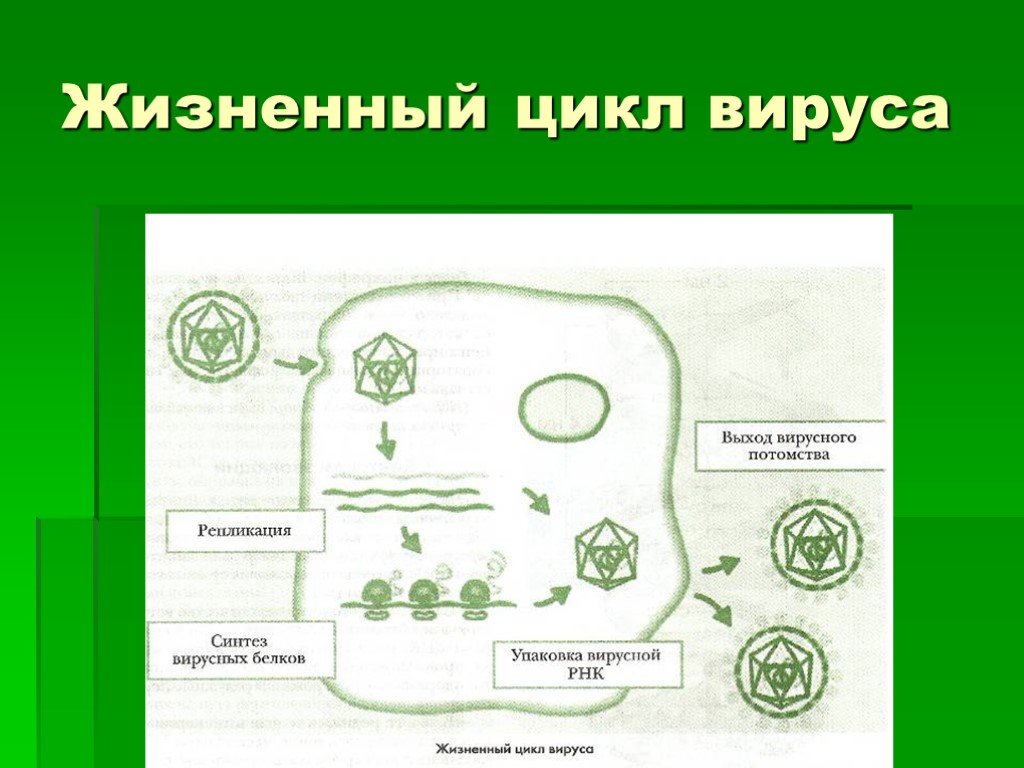 Схема жизненного цикла вируса схема