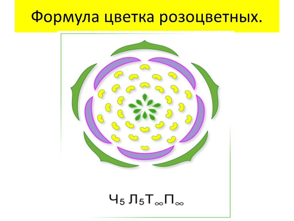 10 формула цветка. Семейство розовидные формула цветка. Семейство Розоцветные формула цветка. Формула цветка семейства Розоцветные *ч5л5т&п1. Формула и диаграмма цветка розоцветных.