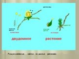 Раздельнополые цветки на разных растениях