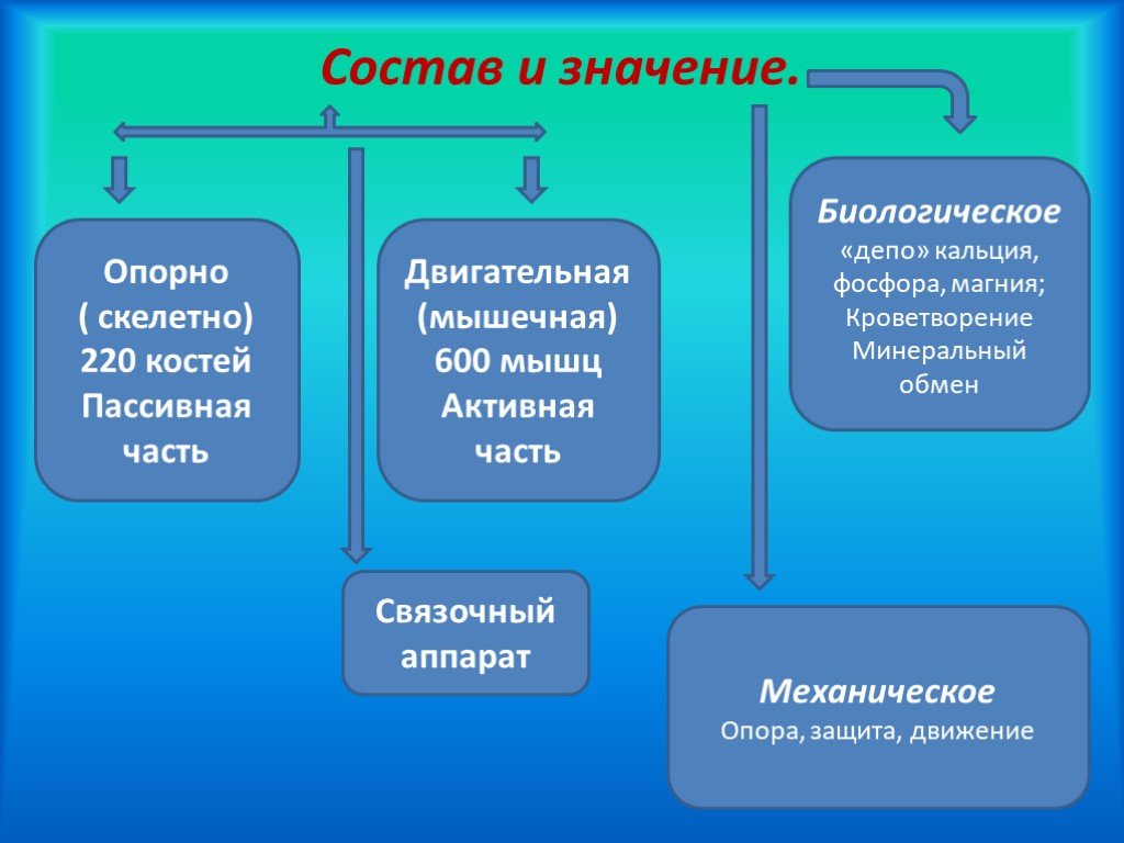 Система значение. Опорно двигательная система химический состав костей. Опорно-двигательная система 7 класс презентация. Презентация опорная система 7 класс. Механические (скелетные, опорные, арматурные) ткани.