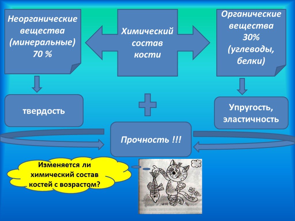 Органический и неорганический состав кости. Состав костей неорганические вещества органические вещества. Неорганические вещества в опорно двигательной системы. Как меняется химический состав костей с возрастом. Белки твёрдость костей.