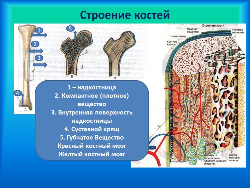 Внутренняя поверхность костей. Костный мозг и надкостница. Надкостница, эндост. Костный мозг. Состав строение костей биология. Микроскопическое строение костей.