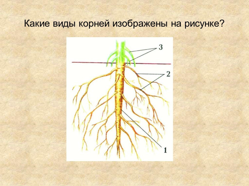 Выраженный главный корень. Корневые системы растений. Корневая система рисунок. Растение со смешанная корневая система.
