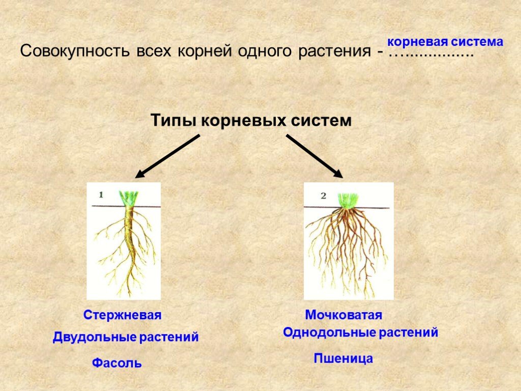 Главный корень у однодольных. Стержневая и мочковатая корневая система. Стержневая система корня у двудольных. Корневая система у однодольных и двудольных растений. Стержневая корневая система у двудольных.