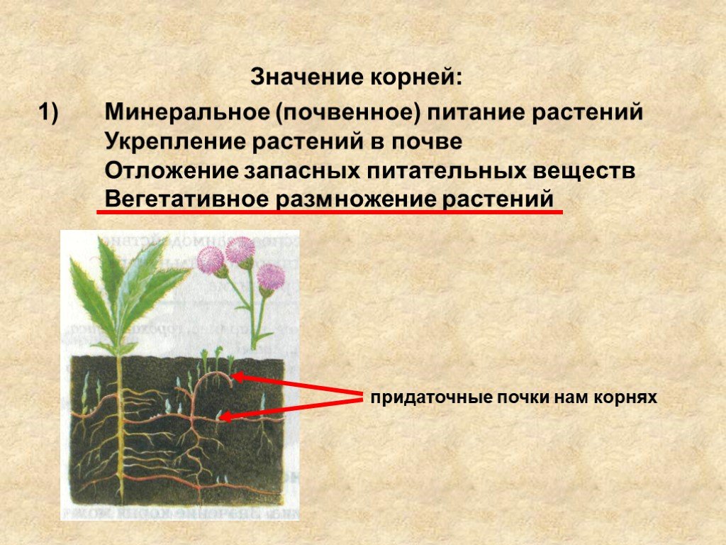 Лист обеспечивает корень. Значение корня для растения. Минеральное питание растений корни.