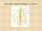 Какие виды корней изображены на рисунке?