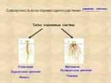 Совокупность всех корней одного растения - …............... корневая система. Типы корневых систем. Стержневая Мочковатая. Двудольные растений. Однодольные растений. Фасоль Пшеница