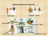 Видоизменения корней: Корнеплоды Корневые шишки. Дыхательные корни. Ходульные корни Воздушные корни. Втягивающие корни. Столбовидные корни