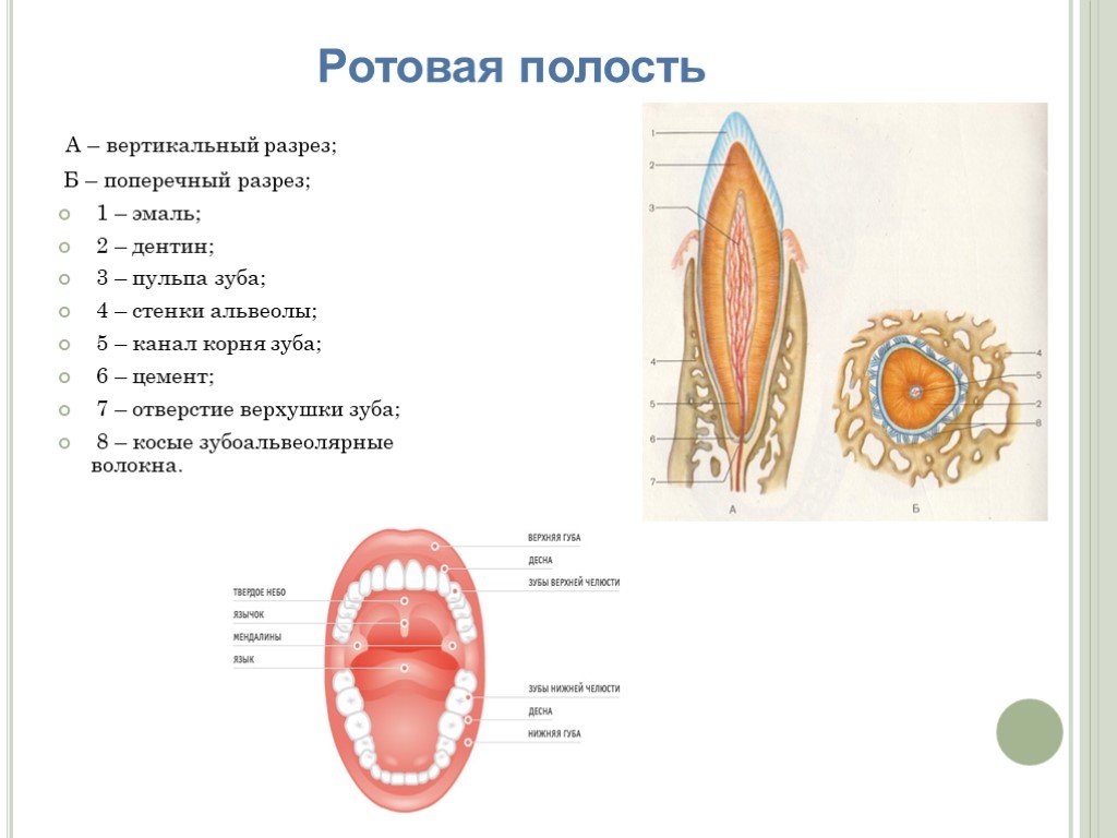 Содержимое полости рта. Ротовая полость в разрезе строение. Поперечный разрез корня зуба. Поперечный разрез ротовой полости.