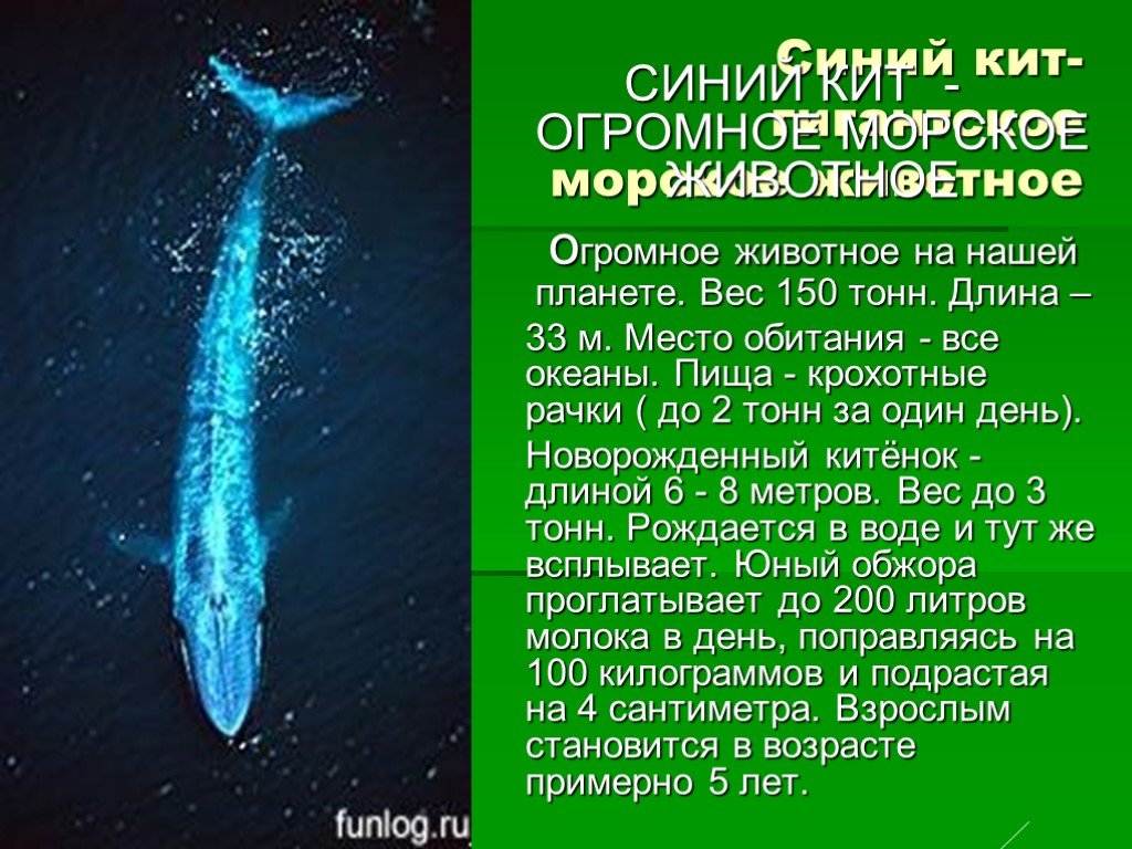 Рассказ про синего. Синий кит. Синий кит красная книга. Синий кит презентация. Синий кит самое большое животное.