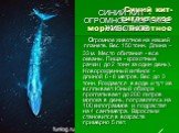Синий кит- гигантское морское животное. СИНИЙ КИТ - ОГРОМНОЕ МОРСКОЕ ЖИВОТНОЕ огромное животное на нашей планете. Вес 150 тонн. Длина – 33 м. Место обитания - все океаны. Пища - крохотные рачки ( до 2 тонн за один день). Новорожденный китёнок - длиной 6 - 8 метров. Вес до 3 тонн. Рождается в воде и 