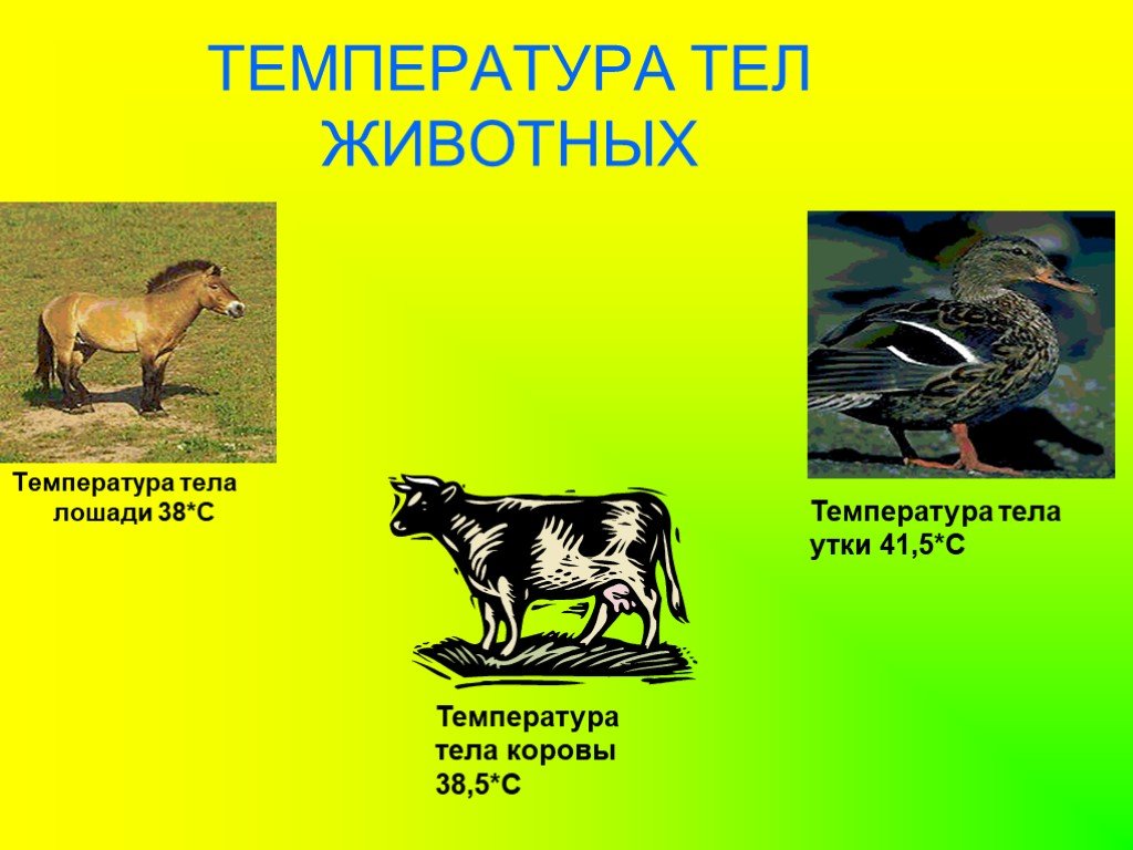 Температура животных. Температура тела животных. Температура тела лошади. Температура тела у зверей. Какая температура у животных.