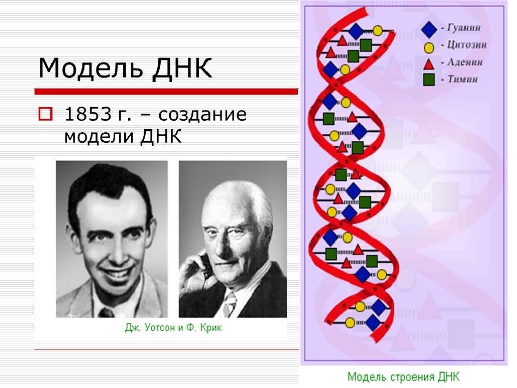 Открытые структуры днк. Модель ДНК. Модель строения ДНК. Модель ДНК 1853. Моделирование структуры ДНК.