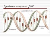 Двойная спираль ДНК