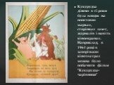Кукурудза дійсно в ті роки була всюди: на поштових марках, сторінках газет, журналів і навіть кіноекранах. Наприклад, в 1961 році в запорізьких кінотеатрах можна було побачити фільм "Кукурудза-чарівниця"