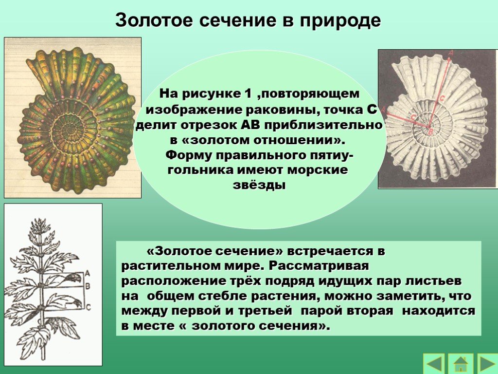 Золотое сечение в математике и природе проект