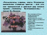 «Розы,пионы, сирень, маки. Огромное множество полевых цветов – всё это как прекрасный и дивный дар жизни принёс…человеку Кончаловский,» – писал Вс.Иванов. Кончаловский был замечательным садовником, великолепно знал и любил цветы, особенно сирень. Ей посвящено несколько работ. Это «Сирень», «Сирень в