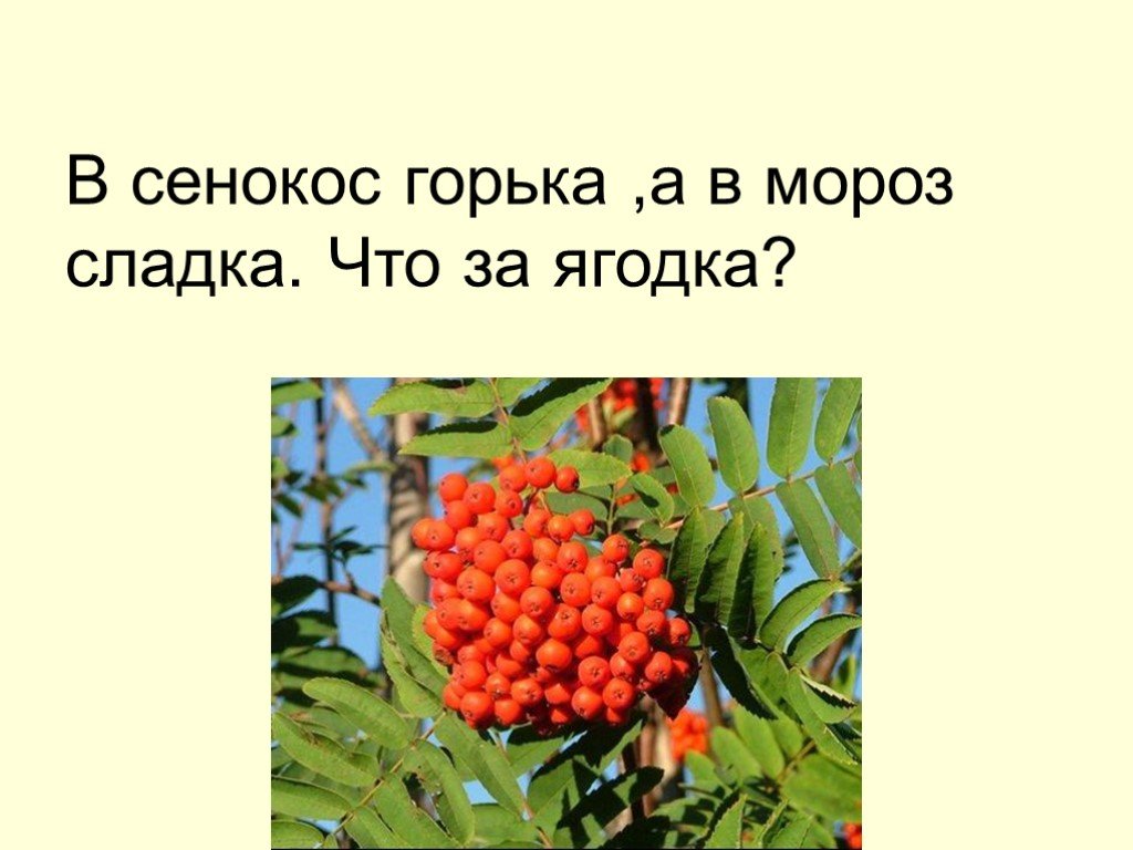 Сенокос горькая в мороз сладко. В сенокос горька а в Мороз Сладка. Отгадай загадку в сенокос горька а в Мороз Сладка. Сенокос горка а в Мороз сладко что за Ягодка. Загадка в сенокос горька а в Мороз Сладка что за Ягодка.