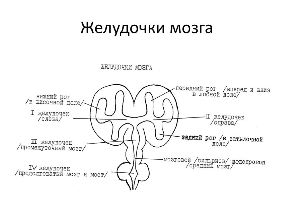 Полости мозга заполнены. Схема расположения желудочков мозга. Желудочки головного мозга человека схема. Схема системы желудочков головного мозга. Желудочковая система мозга анатомия.