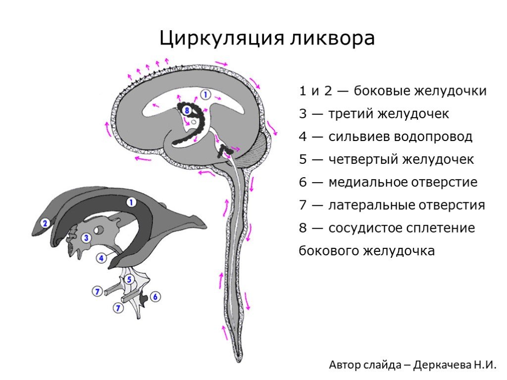 Образования желудочков мозга. Желудочки головного мозга и образование ликвора. Схема циркуляции спинномозговой жидкости. Циркуляция ликвора в головном мозге схема. Желудочки мозга и движение ликвора.