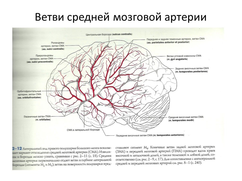 Какая артерия кровоснабжает мозг. Ветви передней мозговой артерии схема. Терминальные ветви средней мозговой артерии. Сегменты м1 средней мозговой артерии головного мозга. Средняя мозговая артерия ветви кровоснабжение.